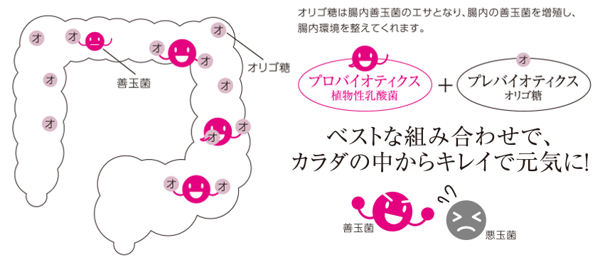 オリゴ糖は腸内善玉菌のエサとなり、腸内の善玉菌を増殖し、腸内環境を整えてくれます。プロバイオティクス植物性乳酸菌+プレバイオティクスオリゴ糖 ベストな組み合わせでカラダの中からキレイで元気に！